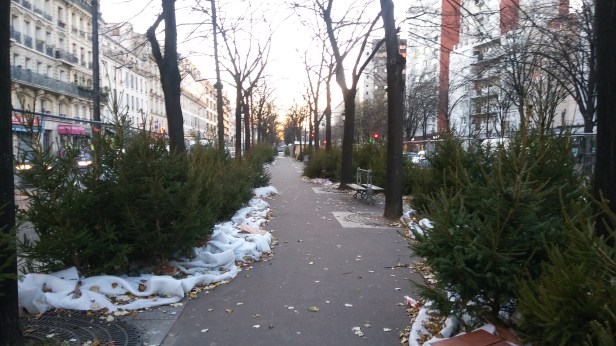 sapins-avenue-de-flandres-2