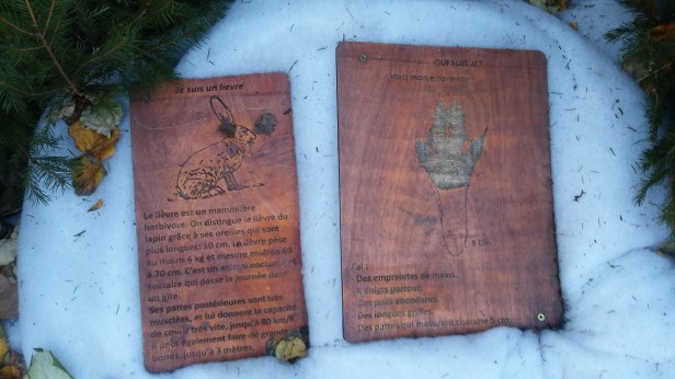 sapins-avenue-de-flandres-3