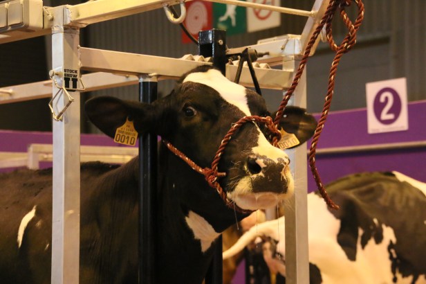 segolene-royal-au-salon-de-lagriculture-2017-15